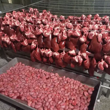 فروش عمده گوشت و جگر ممتاز بره در گیلان
